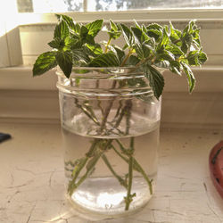 Close-up of potted plant in glass jar on table