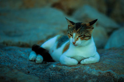 Close-up of cat sitting on floor