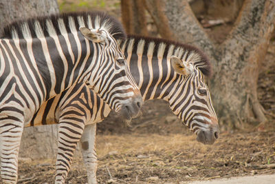 Zebras standing in a zebra