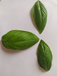 High angle view of green leaves on white background