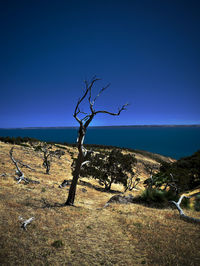 Bare tree on landscape against clear blue sky