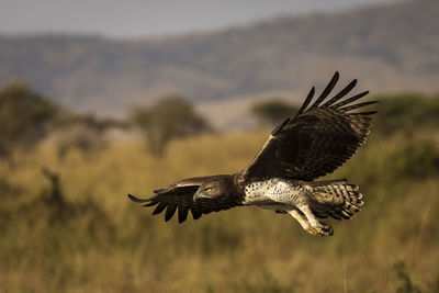 Bird flying over a mountain