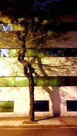 Close-up of tree against building