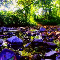 Close-up of lotus water lily in forest