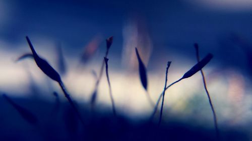 Close-up of silhouette plant against sky during sunset