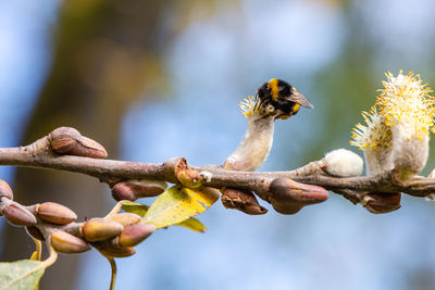 Close-up of bird perching on branch