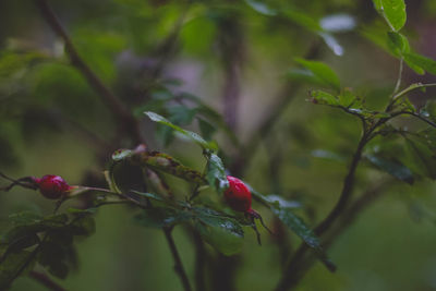 Close-up of red berries growing on tree