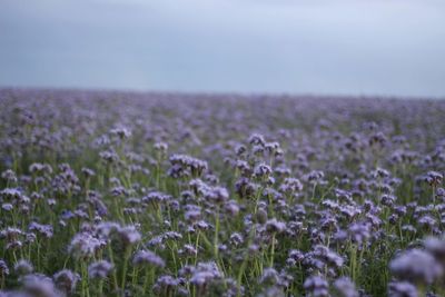 Close-up of flowers growing in field