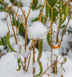 Close-up of snow covered plants on land