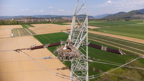 Storks in their nest at a power supply mast