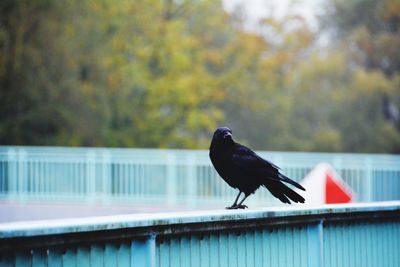 Close-up of bird perching on wall