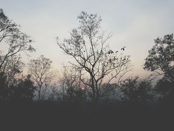 Silhouette of trees against sky