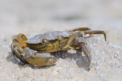 Close-up of crab on rock