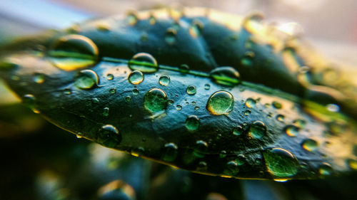 Close-up of raindrops on leaves