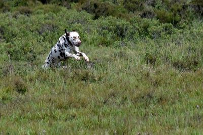 Dog running in grass