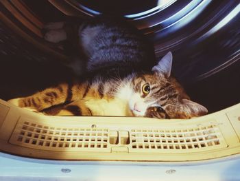 Portrait of cat in basket