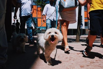 Low section of man standing with dogs