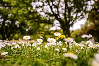 Close-up of white daisy flowers on field