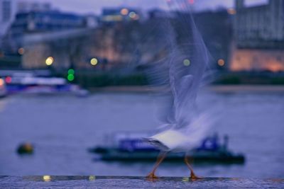 Blurred motion of bird on retaining wall by river