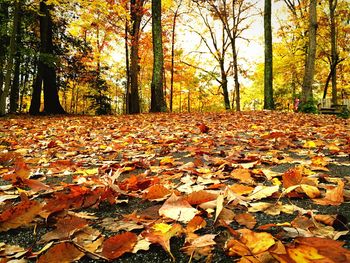 Autumn leaves in forest