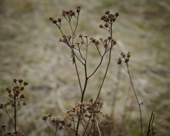 Close-up of plants against blurred background