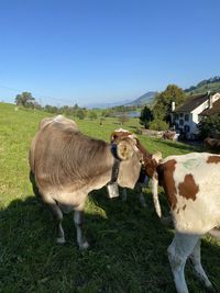 Cows in a field