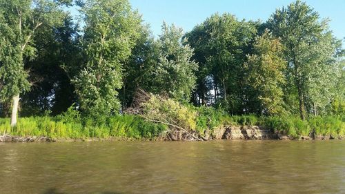 Trees on riverbank