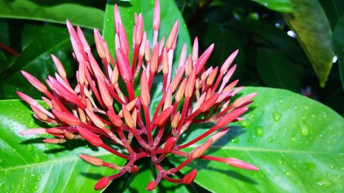 Close-up of red flower blooming outdoors