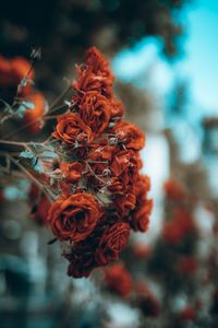 Close-up of wilted flower against blurred background