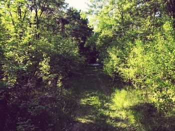 Trees in forest