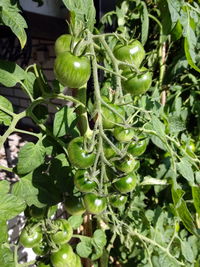 Close-up of fruit growing on tree