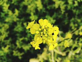 Close-up of yellow flower