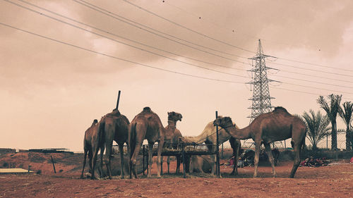 View of horses on field against sky