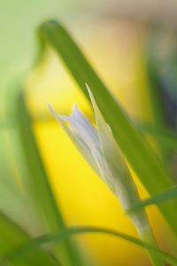 Close-up of flower