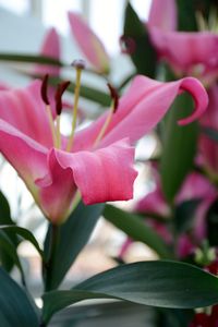 Close-up of pink flower