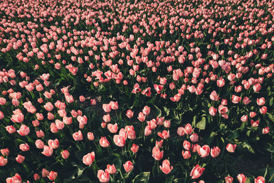 High angle view of flowering plants on land