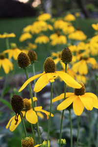 Close-up of sunflowers on field