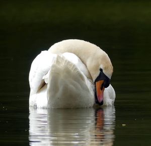 Swan swimming in a lake