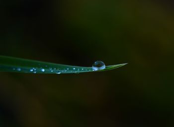 Close-up of water drops on plant against black background