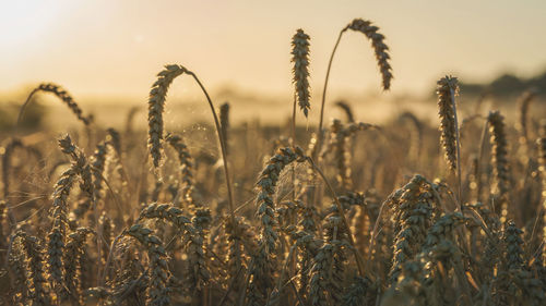 Close-up of wheat growing on field against sky