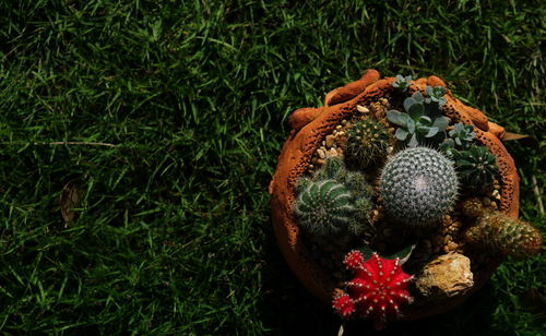 High angle view of berries on field