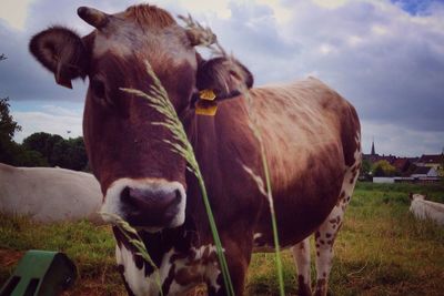 Cow grazing on field