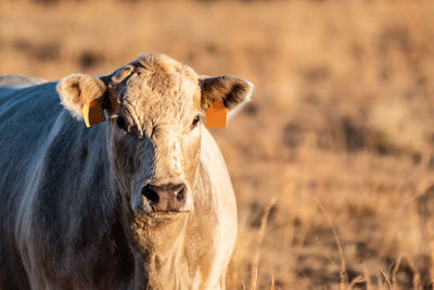 Portrait of cow on field