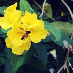 Close-up of bee pollinating on flower