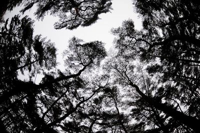 Low angle view of trees against sky