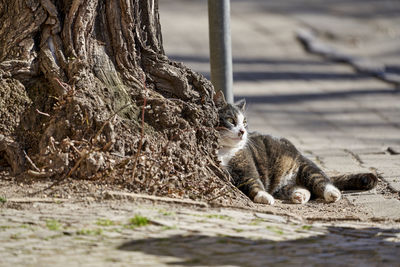 Cat relaxing on a tree