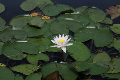 Lotus water lily in lake