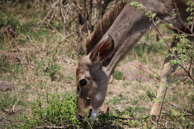 Horse in forest