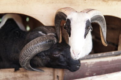 Close-up portrait of goat