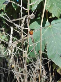 Close-up of ladybug on plant